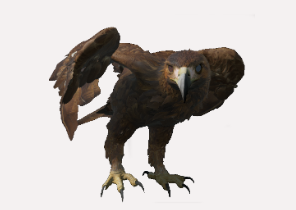 Golden Eagle