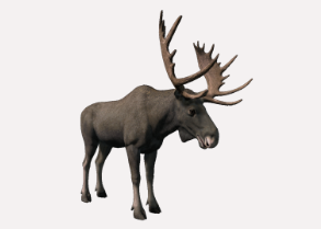 Elch / Moose