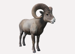 Groß-Horn Schaf / Bighorn Sheep