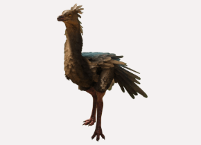 Ostrich
