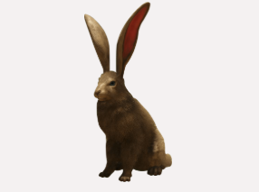 Hase