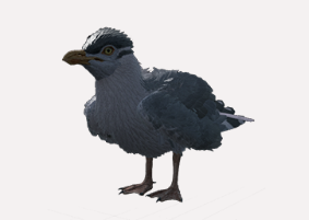 Möwe