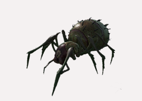 Spinne