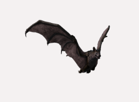 Fledermaus / Bat