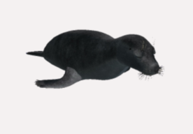 Robbe / Seal