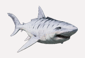 Tiefsee Hai / Deepsea Shark