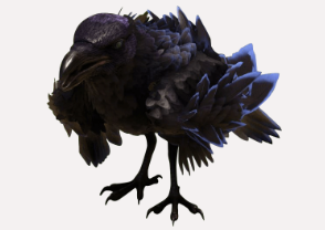 Krähe