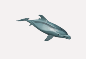 Delphin